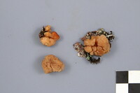 Tremella encephala image